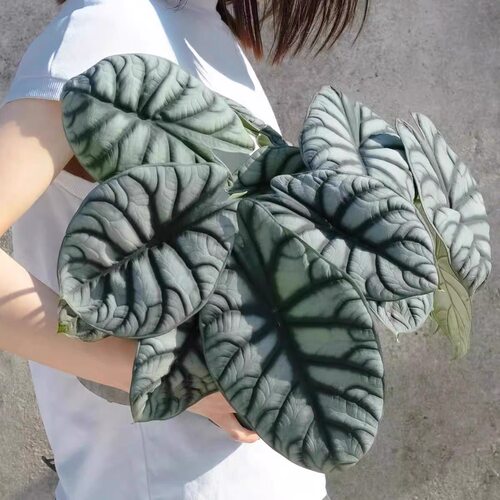 白犀牛海芋室内桌面净化空气