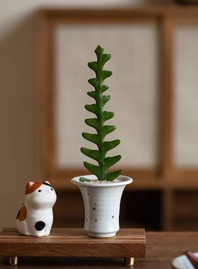 鱼骨令箭盆栽造型多肉植物室内桌面禅意小众好养活耐热观叶绿植