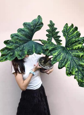 杰克琳海芋杰克林 Alocasia Jacklin进口室内观叶热植盆栽