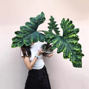 杰克琳海芋杰克林 Alocasia Jacklin进口室内观叶热植盆栽