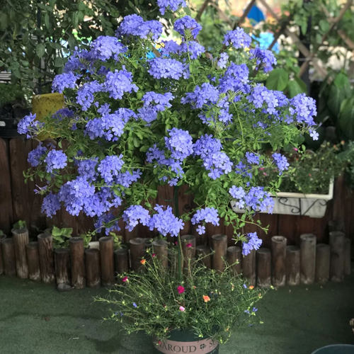 蓝雪花棒棒糖阳台庭院四季开花