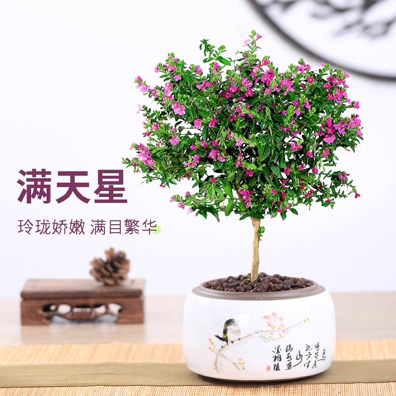 独杆带花满天星四季好养阳台四季图片