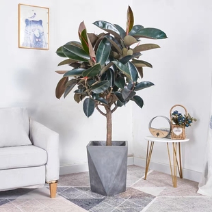 黑金刚橡皮树盆栽室内客厅大型绿植吸甲醛净化空气四季 常青绿植花