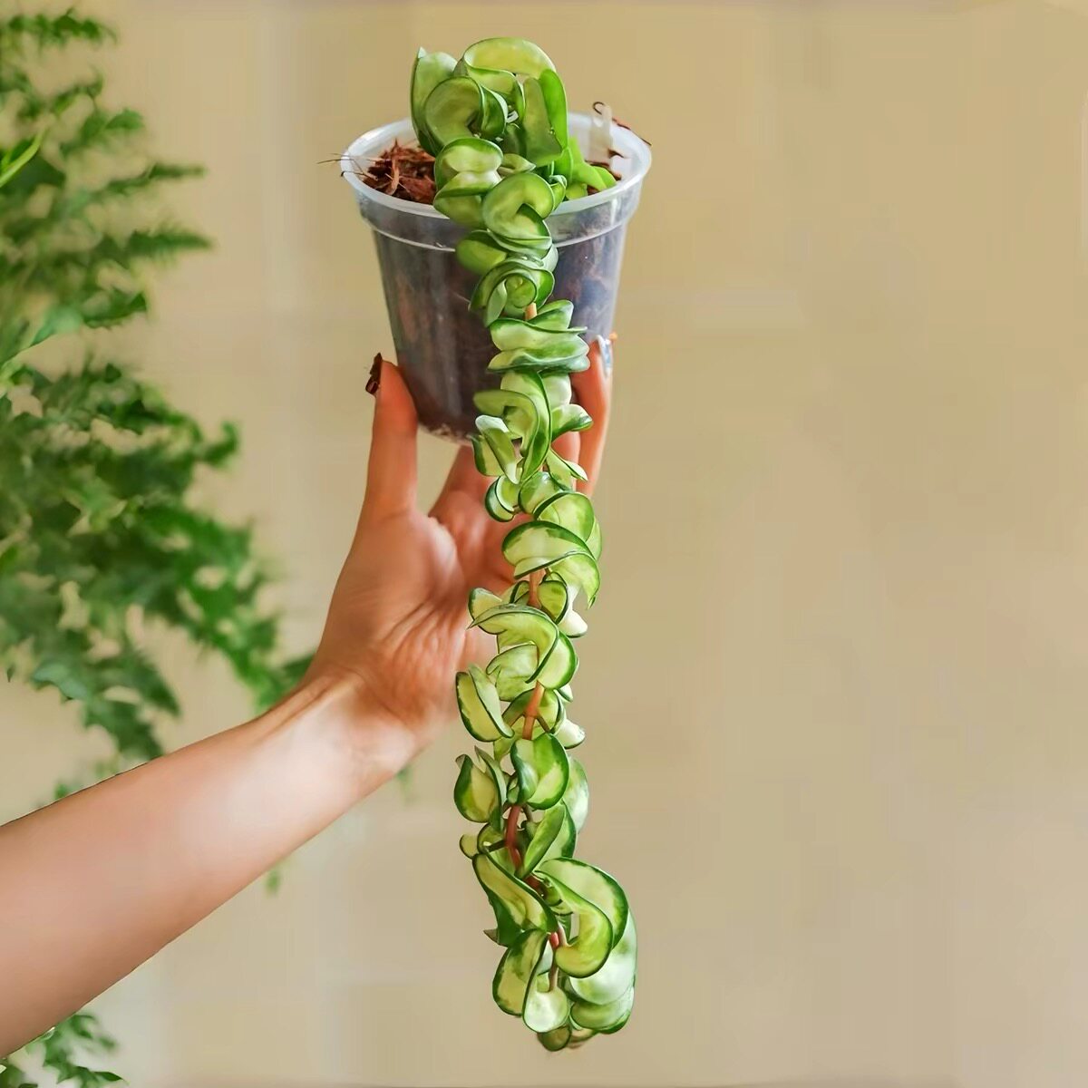 卷叶内外锦冰糖球兰开花卉绿植盆栽匍匐爬藤垂吊类耐热喜光植物花