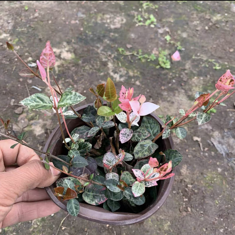花叶络石花苗盆栽彩叶络石吊兰四季垂吊耐热耐寒植物庭院绿植花卉