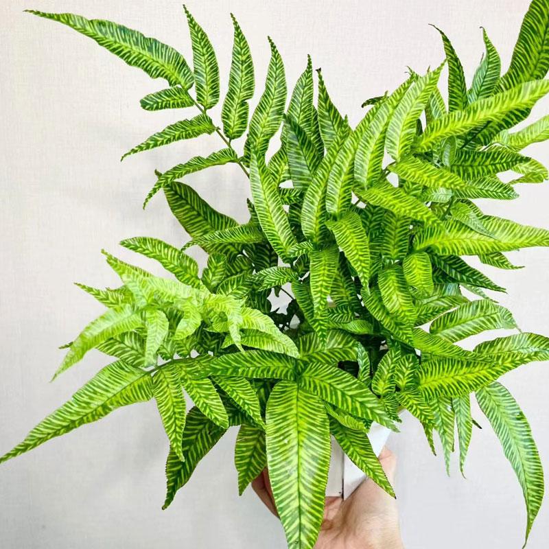 黄金斑马蕨盆栽绿植净化空气