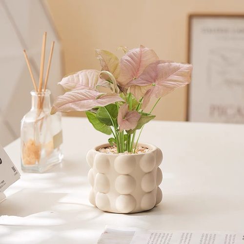 红粉佳人合果芋室内桌面好养活