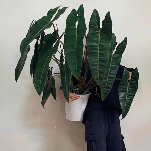 橙柄蔓绿绒盆栽室内桌面观叶绿植四季常青好养耐阴植物净化空气 - 封面