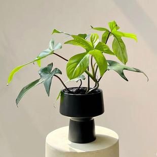 佛罗里达飞机蔓绿绒盆栽多年生绿植网红爬藤植物室内好养耐阴花卉