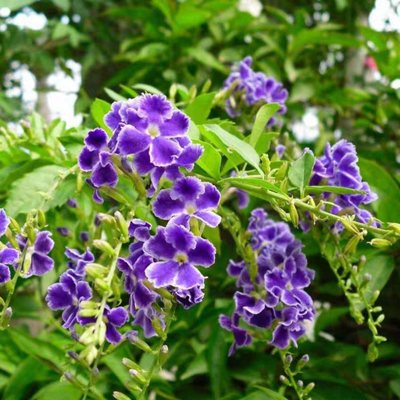 蕾丝金露花木本多年生四季花卉