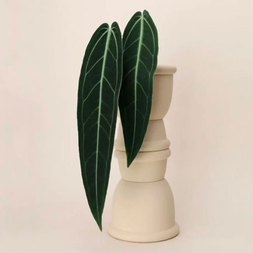 火鹤后花烛进口观叶热植绿植