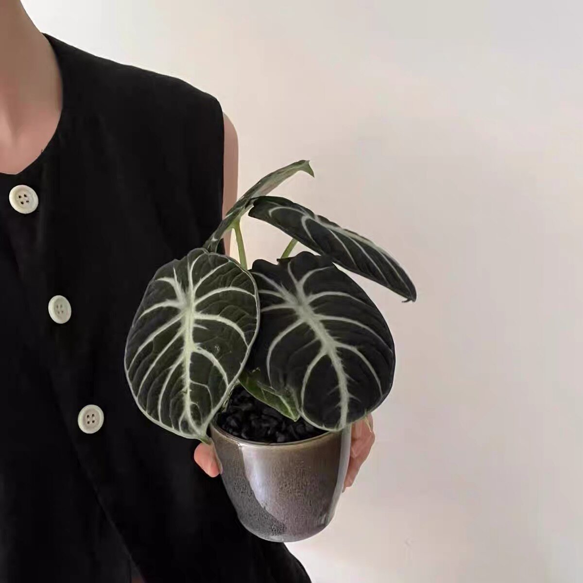 忍者海芋盆栽室内桌面绿植好养活观叶植物四季常青网红稀有绿植