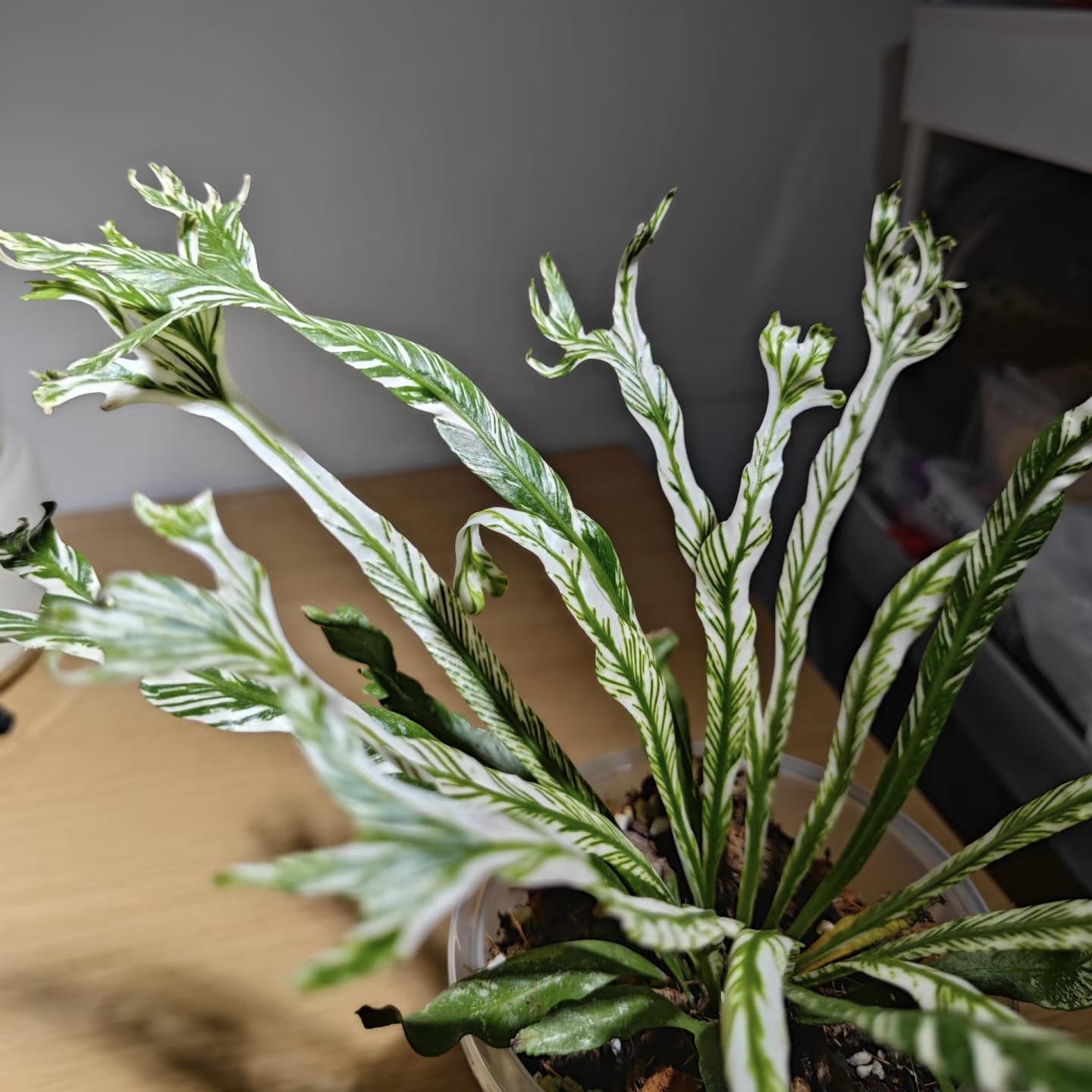 白月光花叶鸟巢蕨室内耐阴好养图片