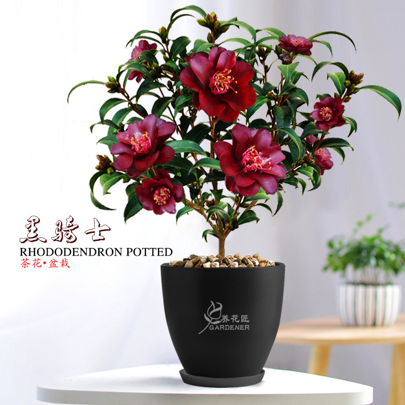 黑骑士茶花盆栽名贵稀有品种紫黑红色庭院花卉树苗盆景带花苞易养