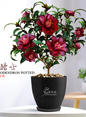 黑骑士茶花盆栽名贵稀有品种紫黑红色庭院花卉树苗盆景带花苞易养