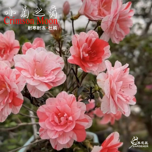 皋月杜鹃小菊之舞耐寒好养养花匠