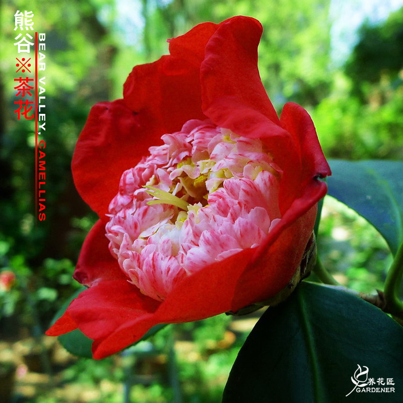 熊谷稀有名贵茶花金盘荔枝花卉盆栽品种树苗阳台花园耐寒好养绿植