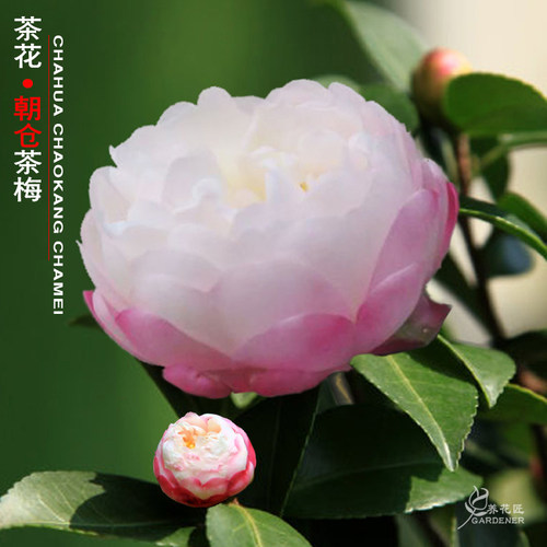 朝仓茶梅稀有品种茶花树苗带香味