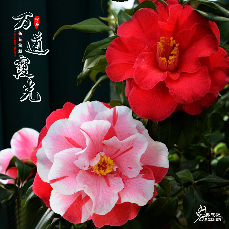 万道霞光千代田锦茶花进口稀有名贵品种花卉盆栽花园庭院好养树苗