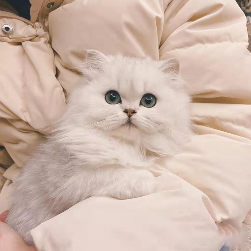 金吉拉纯种幼崽小型好养矮脚猫