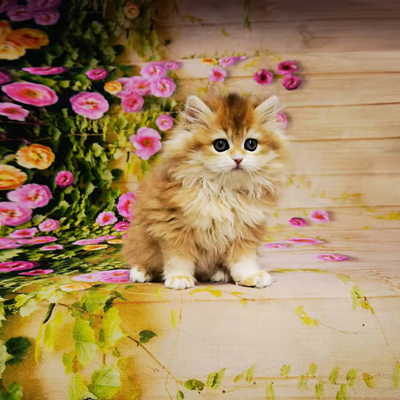 金渐层长毛双血统带五代血统证书