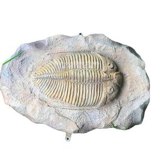 仿真三叶虫化石骨架玻璃钢树脂材质制作恐龙化石模型厂家