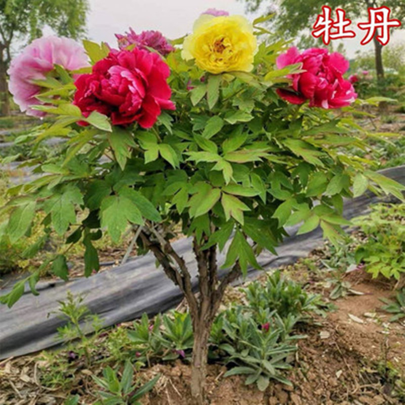 牡丹独杆树桩大苗树苗菏泽正宗观赏重瓣花苗盆栽庭院别墅名贵花卉