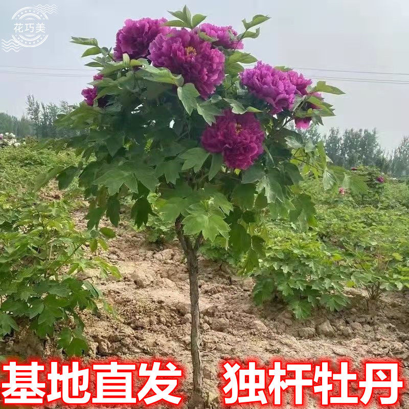 独杆牡丹花树苗正宗对版洛阳红观赏重瓣大花盆栽地栽耐寒老桩大号