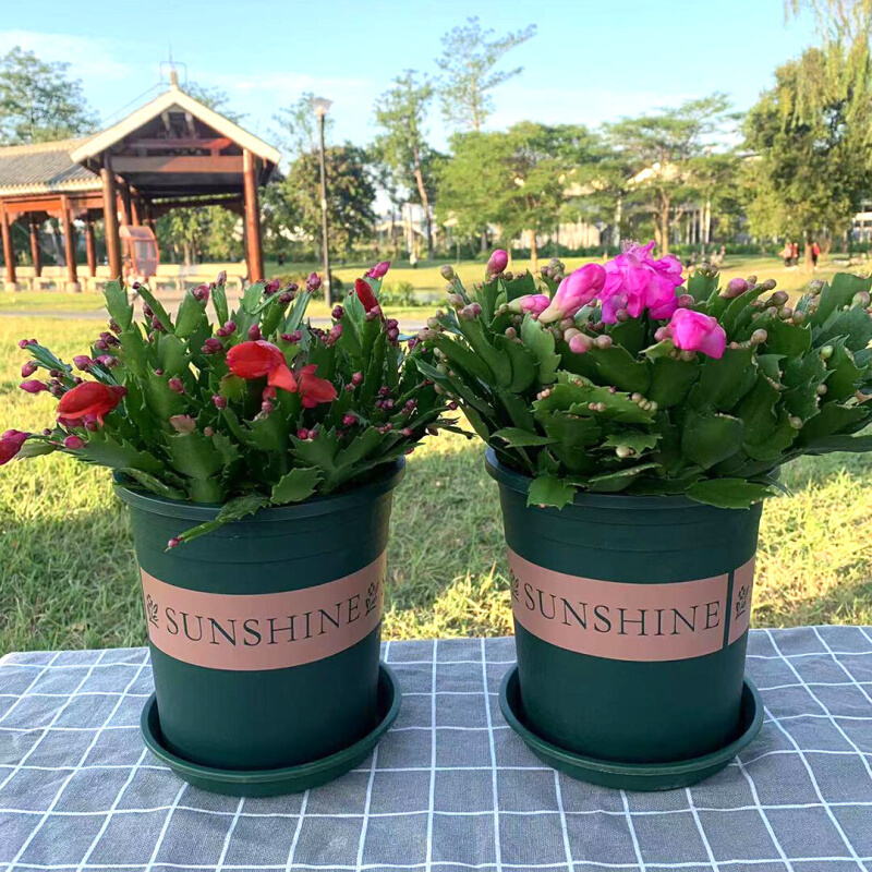 22蟹爪兰盆栽花苗四季开花室内外阳台办公常年开花的盆栽春季绿n