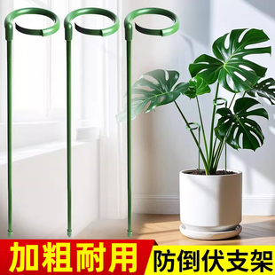 防倒伏植物支撑杆月季百合爬藤架子盆栽凤尾竹龟背竹固定花撑支架