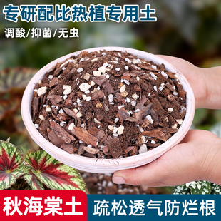 秋海棠专用土种花泥土竹节多色鳟鱼龟背竹种植泥炭土壤热植营养土