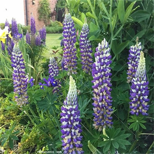 鲁冰花种子四季播种易活开花卉室内外阳台盆栽植物羽扇豆花种籽子
