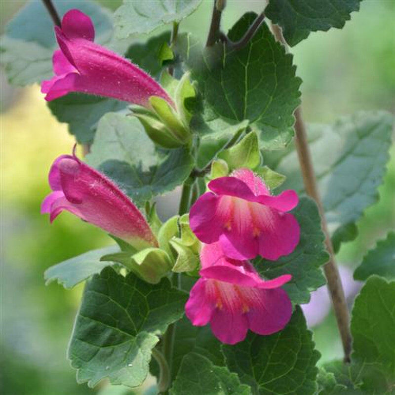 巨型彩钟蔓 蔓金鱼草 垂吊 攀援藤本开花多年生耐热植物 阳台盆栽