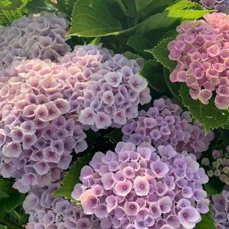 魔幻革命绣球一加加仑