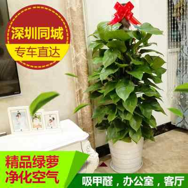 深圳大叶绿萝柱适合客厅办公室内吸甲醛净化空气植物盆栽新品促销