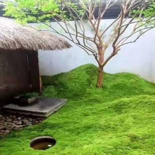 鲜活青苔苔藓植物微景观水陆雨林缸造景盆景园林庭院铺面假山植物