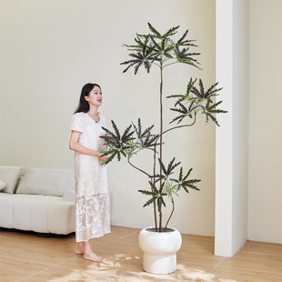 饰 仿真绿植孔雀木高端轻奢室内客厅落地假植物侘寂风高级感摆件装