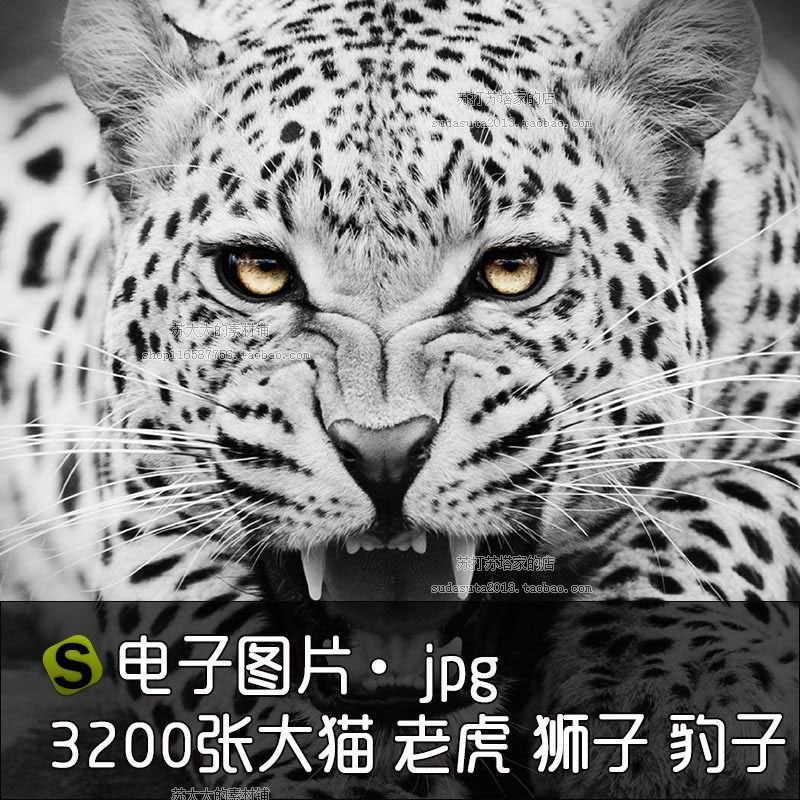 3200张大猫摄影电子图片jpg素材老虎狮子豹子猛兽猫科动物哺乳