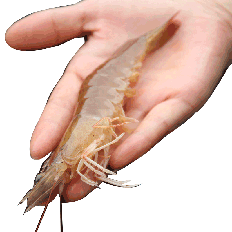 新鲜大虾鲜活海鲜水产青虾白基围虾对青岛超大海捕虾类速冻冷整箱