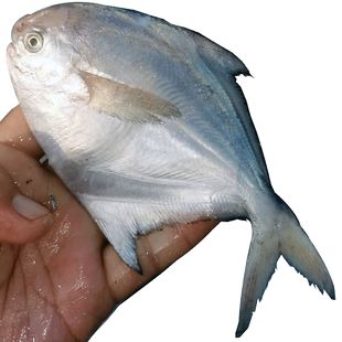 新鲜银鲳鱼净重4斤渤海海鲜冷冻 东海白鲳鱼水产平鱼海鱼扁鱼