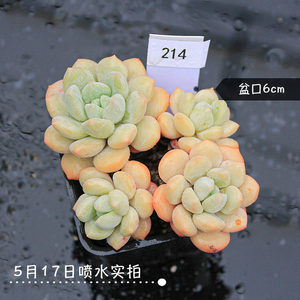 多肉植物月美人价格 多肉植物月美人图片 星期三