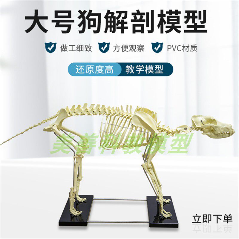 犬骨骼模型仿真大型成年狗骨架标本狗头宠L物兽医畜牧动物解剖大