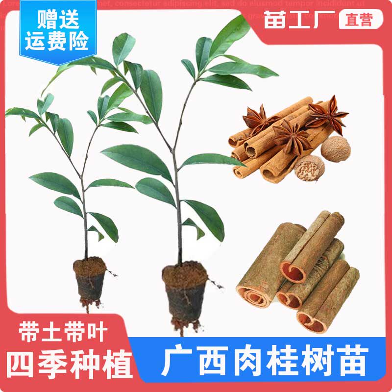 南方四季种植食用调料桂粉桂皮桂叶桂枝桂耳桂通桂心桂油肉桂树苗