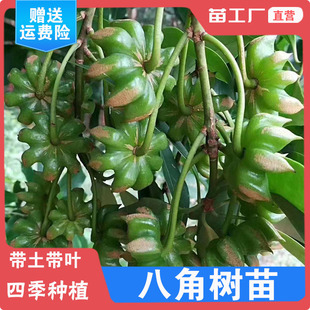 矮化嫁接红花白花柔枝大红罗马古龙小茴香大茴香食用香料八角树苗