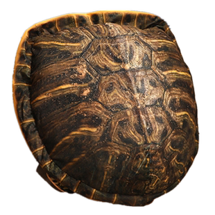 抖音可以穿的乌龟衣服乌龟壳毛绒玩具娃娃搞怪拍抖音道具送男瓢虫