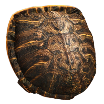 乌龟毛绒玩具pp棉可以穿