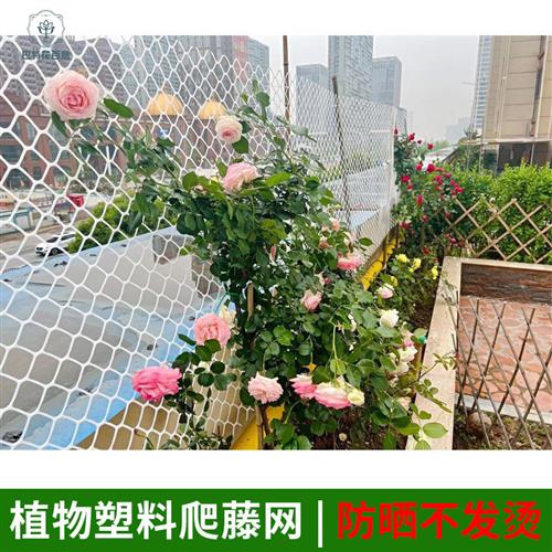 蔷薇爬藤网网塑料白色网架藤蔓植物月季墙面攀爬支架室内花架牵引图片