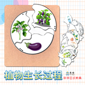 幼儿园科学区植物生长过程什么从哪里来水果 秘密拼图游戏