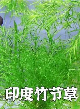 水草印度小竹节草新手好养耐活懒人阴性水草鱼缸装饰造景净化水质