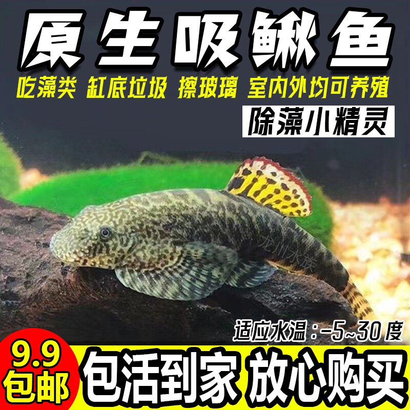 原生鱼贵州爬岩鳅冷水清道夫麦氏吸鳅活体清洁工鱼除藻清理鱼缸